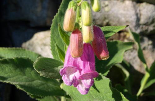 La Posada de Grimaldo - Foto 40