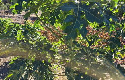 Galeón Ossorio Vistas Panoramicas - Foto 27