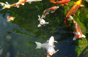 Ferienwohnung Wassergartenparadies - Foto 32