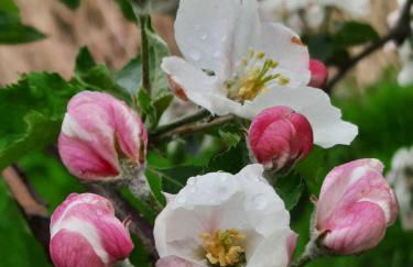 Ferienhaus Elbdiek - Photo 38