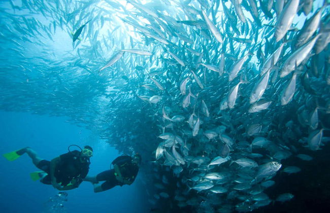 Sail Rock Diving - Foto 3