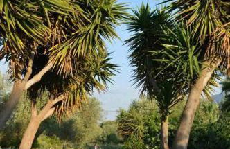 Sunny Garden - Foto 18