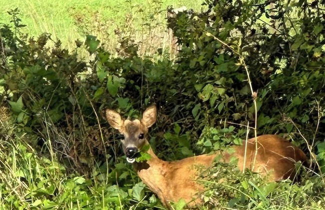 la maison dans les bois - Foto 19