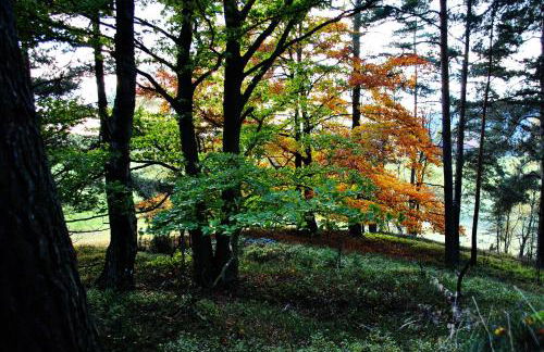 Ferienwohnung Familie Kappauf & Petrik - Foto 50