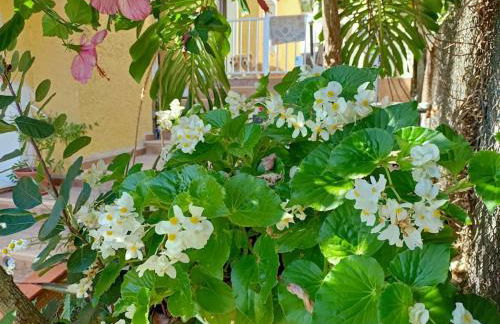 VILLA FALCONERA APARTAMENTS, GANDIA a las faldas de la montaña RELAX & PETS - Foto 39