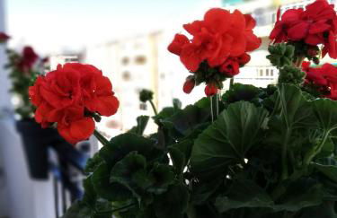 Casa Princesa Huelin - Photo 43