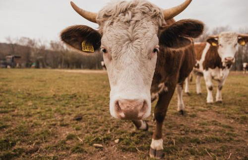 Agriturismo Borg da Ocjs - Photo 47