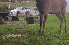 Domek u Hołąbków - Foto 28