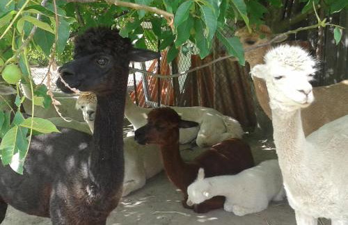 Alpaka-Ranczo AFF - Foto 68