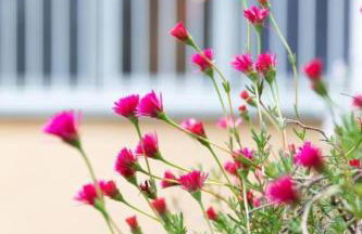 Nice Lake view apartment - Foto 38