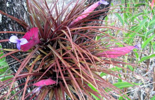 Keaau Place - Foto 21