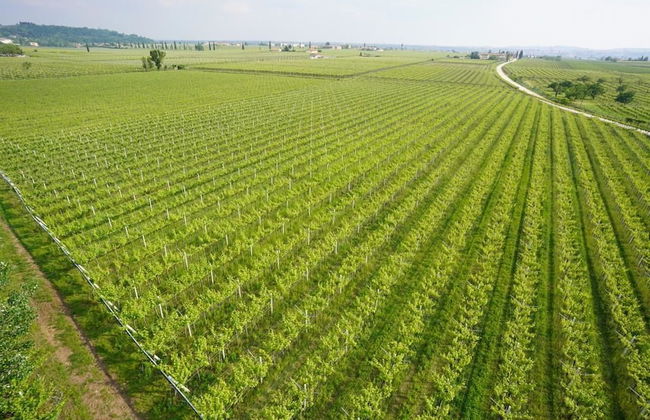 Domus Cariana - Photo 36