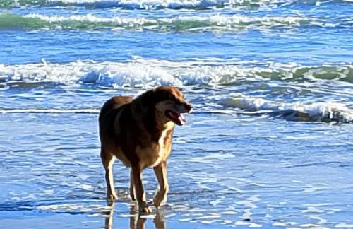 Villa Trifoglio - Foto 39