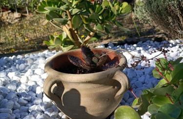 La Gesualda locazione turistica - Foto 52