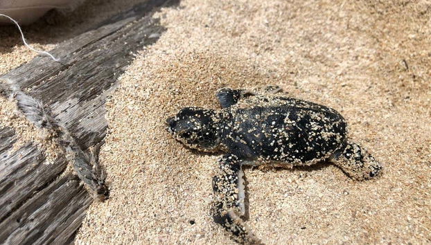 Find out more about this adorable species