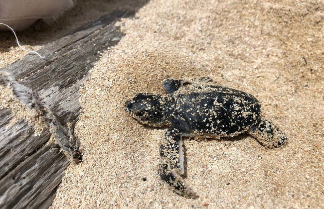 Excursion to Sandy Turtle Conservation Center - Foto 3