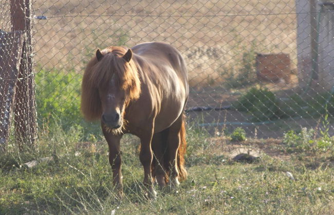 Can Barnosell - Els Masos d'en Coll - Foto 63