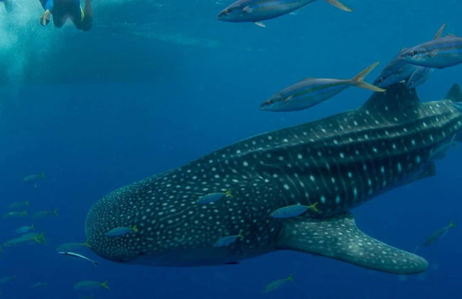 Nado con tiburones ballena en Puerto Princesa - Foto 1