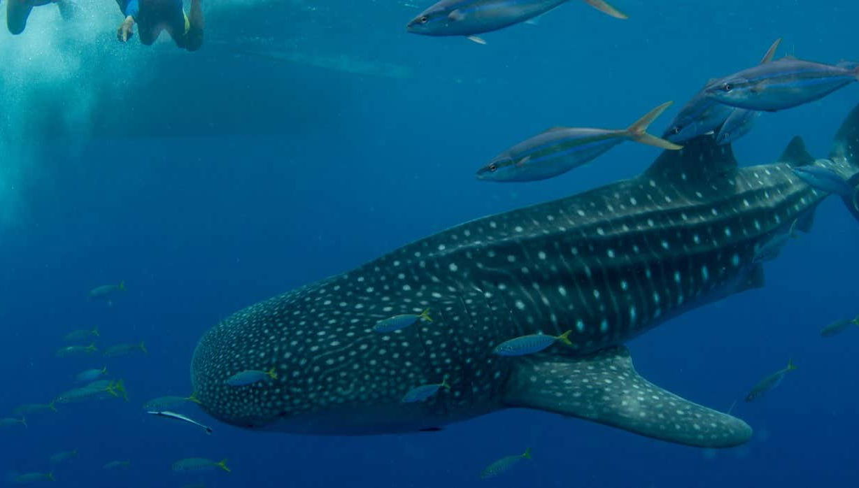 Swimming with Whale Sharks in Puerto Princesa - Foto 1