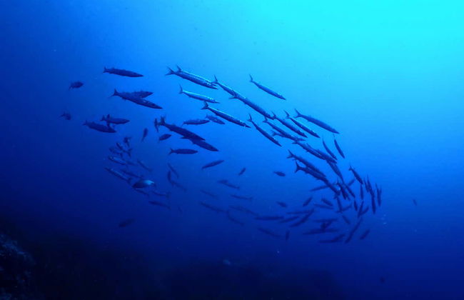 Snorkel en Puerto Addaya - Foto 11