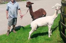 Fentrigan Manor Farm & Holiday Cottages - Foto 16