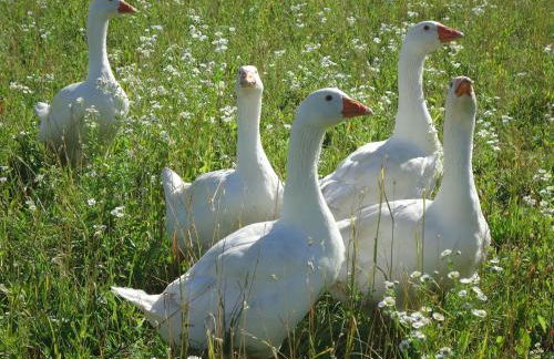 Agriturismo Al Gelso - Foto 9