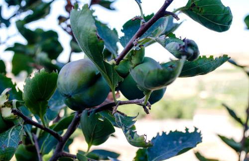 Villa Elborgini - Foto 38