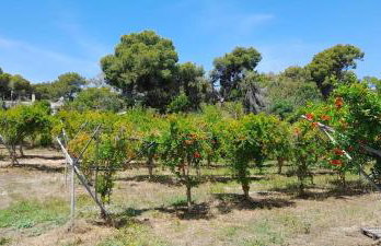 Ktima Rodies in Neochori Zacharo - Foto 33