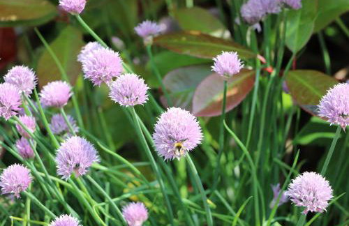 Rose Cottage - Foto 23