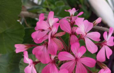 Chácara Sossego - Foto 24