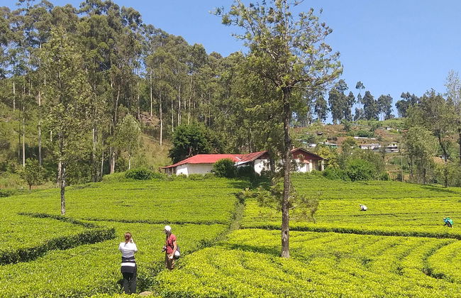 Tour en tuk tuk por las plantaciones de té de Haputale - Foto 1