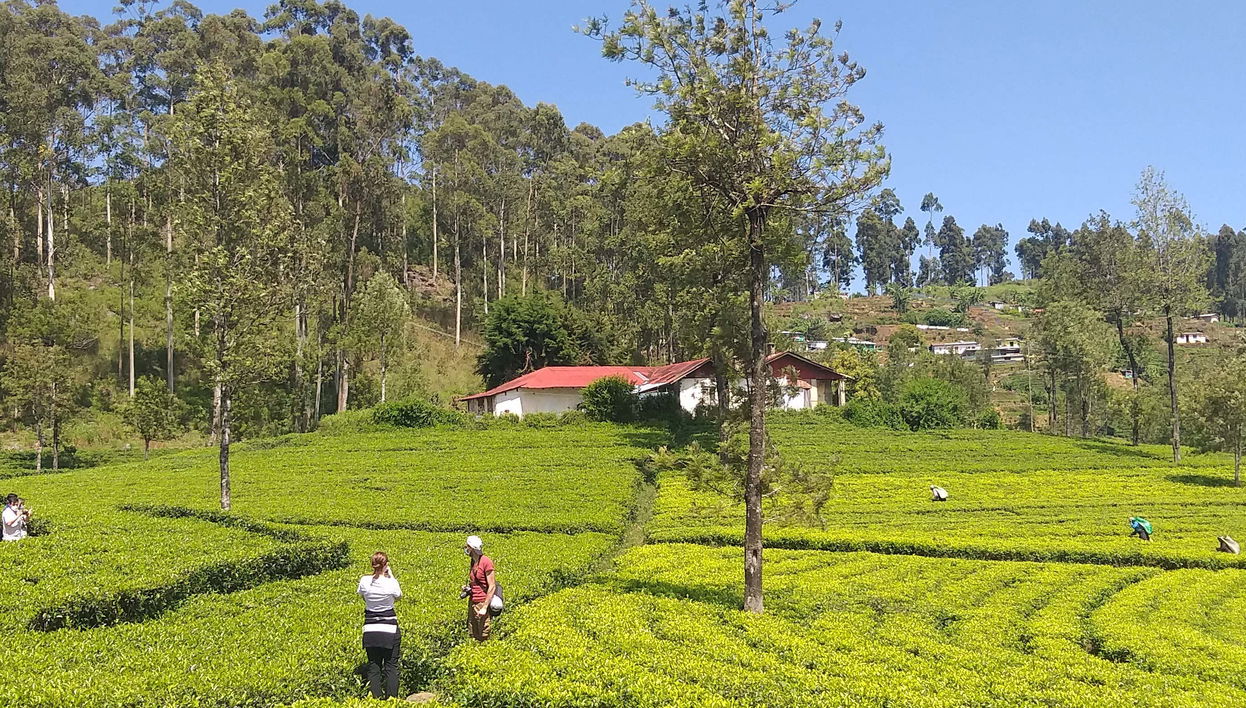 Balade en tuk tuk dans les plantations de thé de Haputale