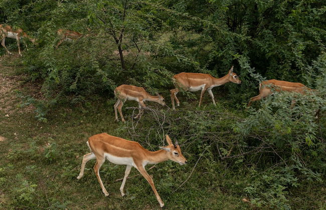 amã Stays & Trails Abhay Villa, Bisalpur - Foto 44