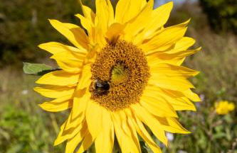 'Bramley' Hut on private farm - Foto 25