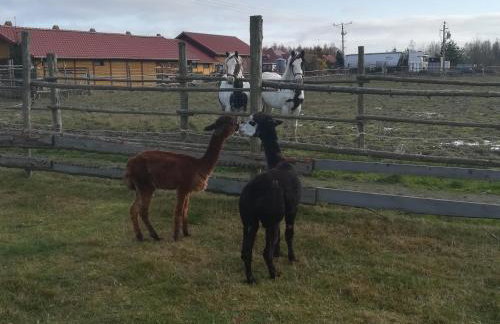 Pensjonat Przy Stajni - Foto 32
