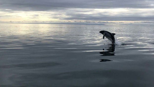 Strait of Magellan Dolphin Watching - Foto 5