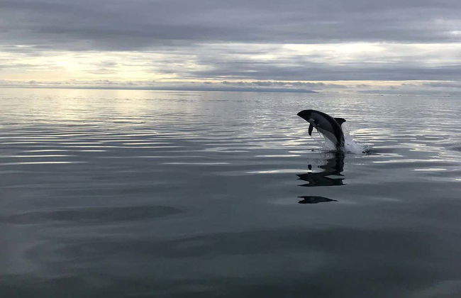 Avistamiento de delfines en el estrecho de Magallanes - Foto 5