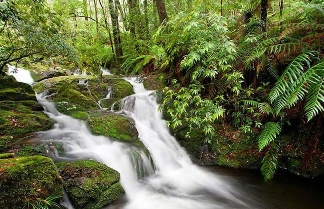 Barrington Wilderness Cedar Lodge Accommodation - Foto 15