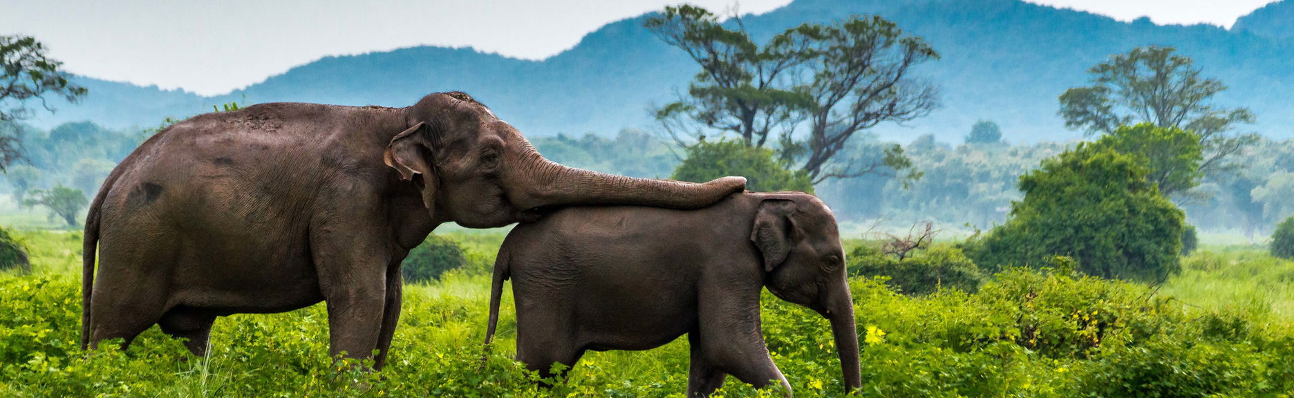 Minneriya National Park Private Safari - Foto 1