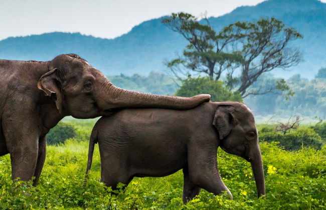 Safari privé au Parc National de Minneriya - Photo 1