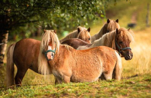 Domek na Obidzy - Foto 9