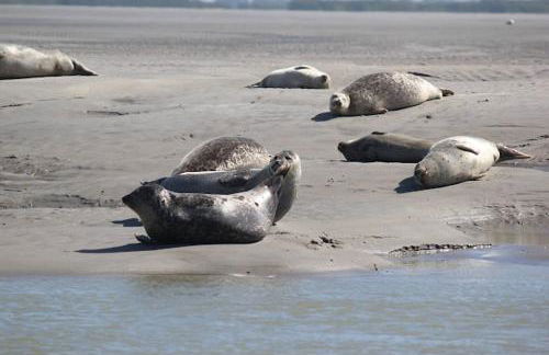 Le Grain de Sable - 100m de la plage - Foto 10