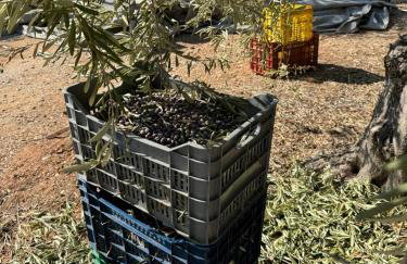 Haus im Olivenhain direkt am Meer - Foto 30