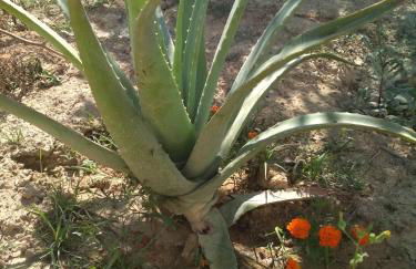 Eden Garden Luxury Loft near Knossos - Photo 42