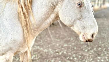 Peaceful Ranch Overlooking Mustangs with Full Kitchen & Fireplace - Foto 4
