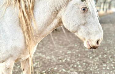 Peaceful Ranch Overlooking Mustangs with Full Kitchen & Fireplace - Foto 4