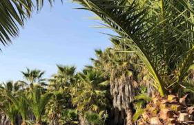 CASA RURAL EN BOSQUE DE PALMERAS - Foto 10