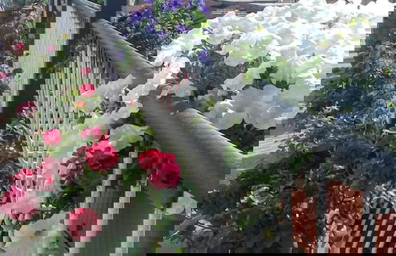 Cameracaffè Centro - Foto 31