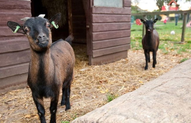 Detached House With Dishwasher Near Hoorn - Foto 14