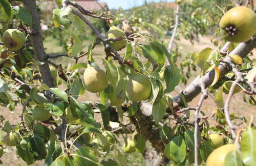 Agriturismo Agrifoglio - Foto 34